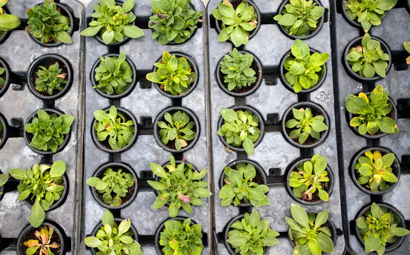 Seedling Vertical Farming Water Monitoring