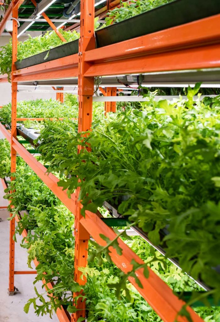 Ketos For Agriculture 2 Vertical Farming Shelf