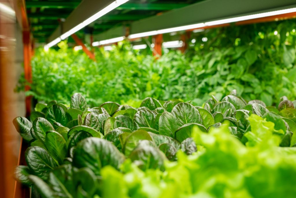 Ketos For Agriculture 1 Vertical Farming System With Led Lamps 2021 09 24 02 50 12 Utc
